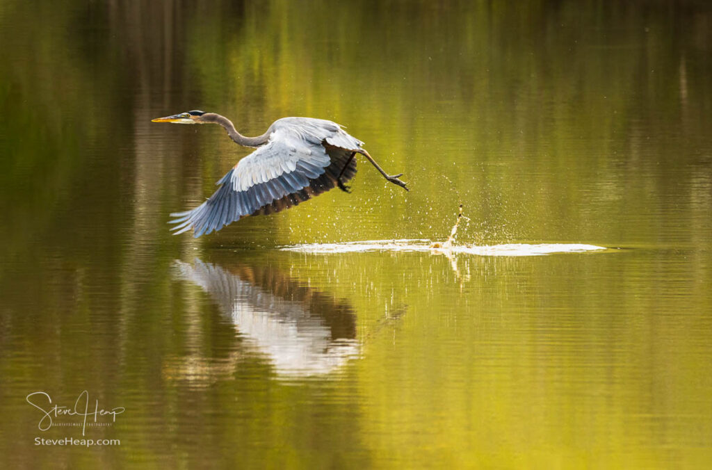 Great blue heron bird flying after taking off from calm waters of the Atchafalaya Basin near Baton Rouge Louisiana. Prints in my online store