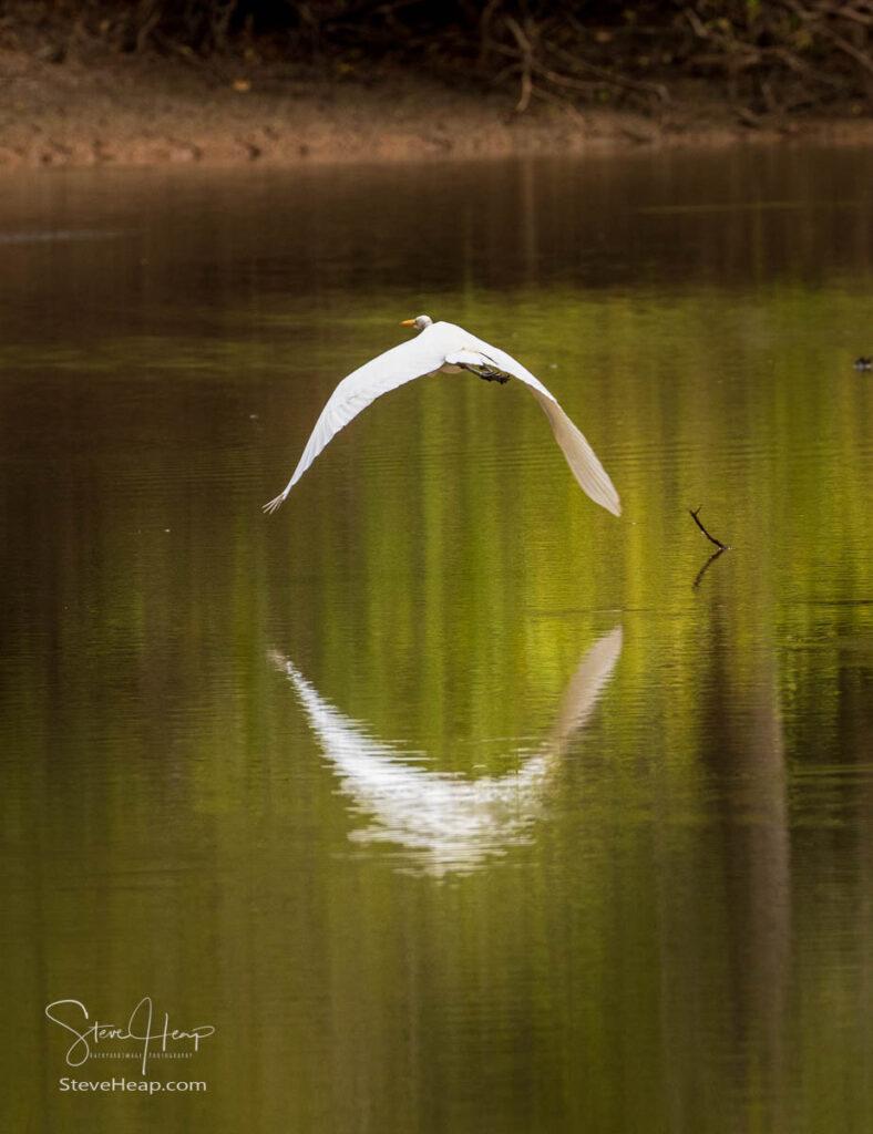 Great Egret bird flying and reflected in calm waters of the Atchafalaya Basin near Baton Rouge Louisiana. Prints in my online store