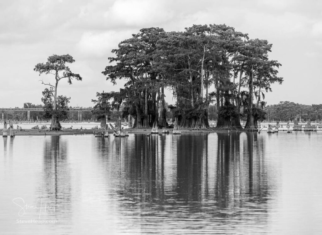 Monochrome stand of bald cypress trees in submerged land seen in calm waters of the bayou of Atchafalaya Basin near Baton Rouge. Prints available here