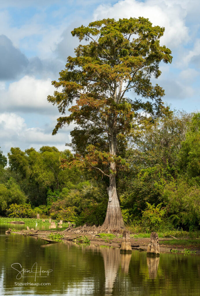 Large bald cypress tree standing in calm waters of the bayou of Atchafalaya Basin near Baton Rouge. Prints in my online store