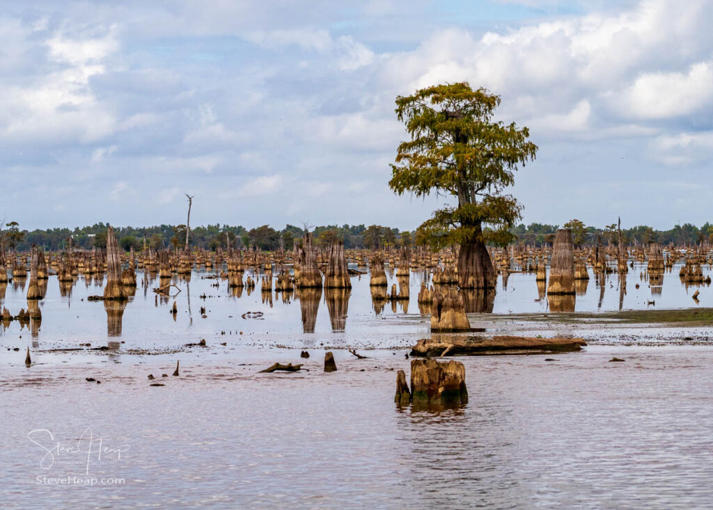 Stumps from felling of bald cypress trees in the past seen in calm waters of the bayou of Atchafalaya Basin near Baton Rouge Louisiana