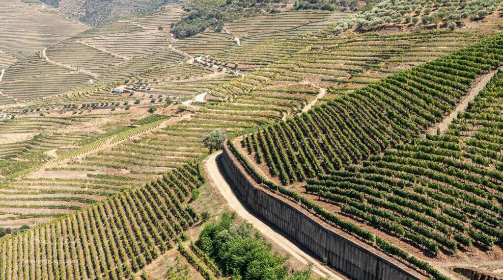 Terraces of grape vines for port wine production line the hillsides of the Douro valley in Portugal