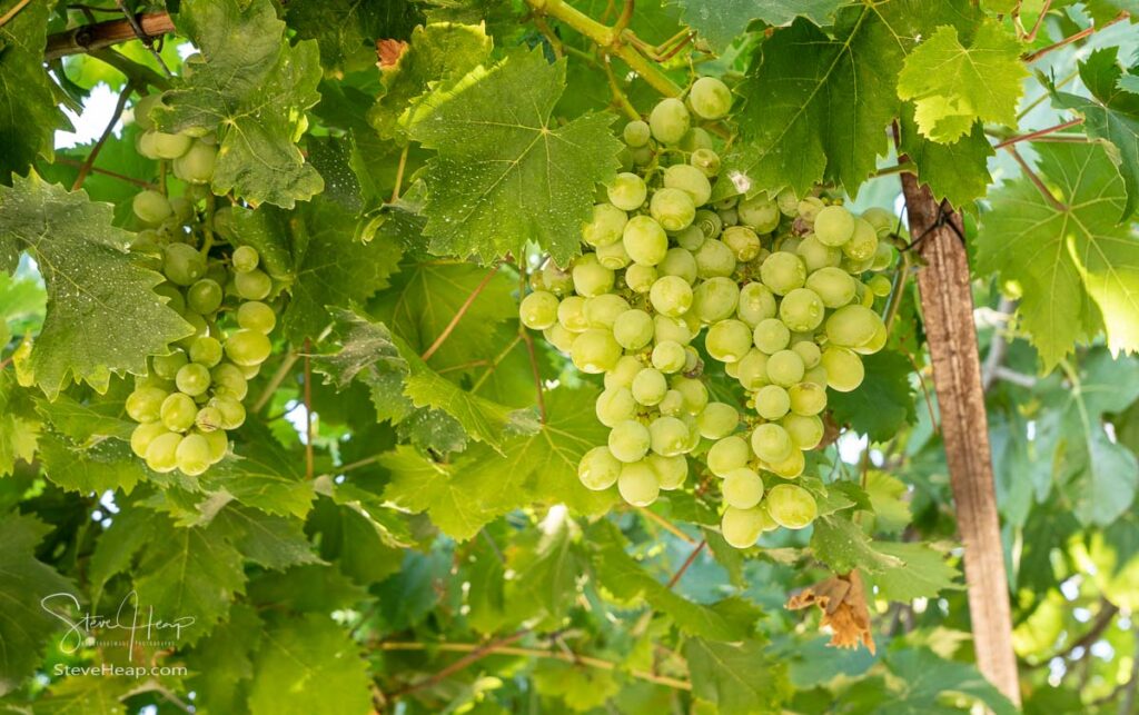 Bunches of green grapes for wine production line the hillsides of the Douro valley in Portugal