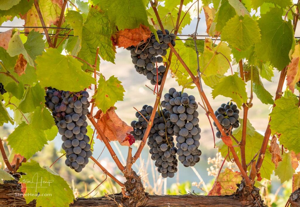 Bunches of black or red grapes for port wine production line the hillsides of the Douro valley in Portugal. Prints available in my online store