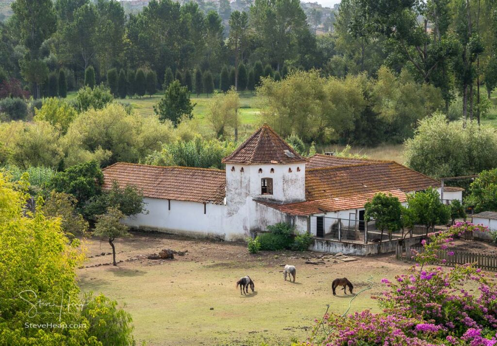 Red tiled roof on whitewashed Portuguese riding stables with horse nibbling the grass