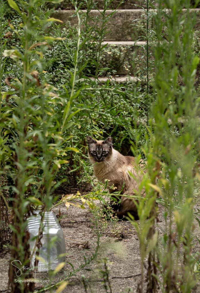 Cat or kitten staring at camera through overgrown garden and yard in Viseu Portugal