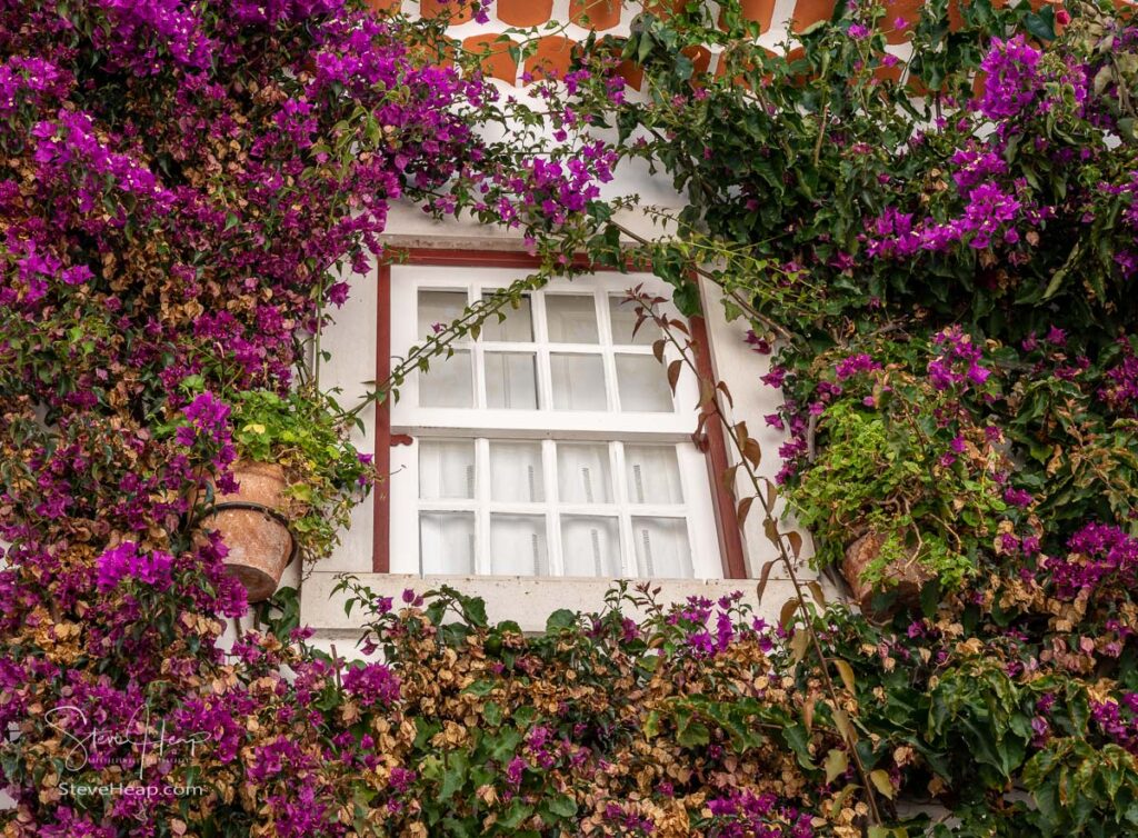 Flowering bush surrounds window in the old medieval walled city of Obidos in Portugal