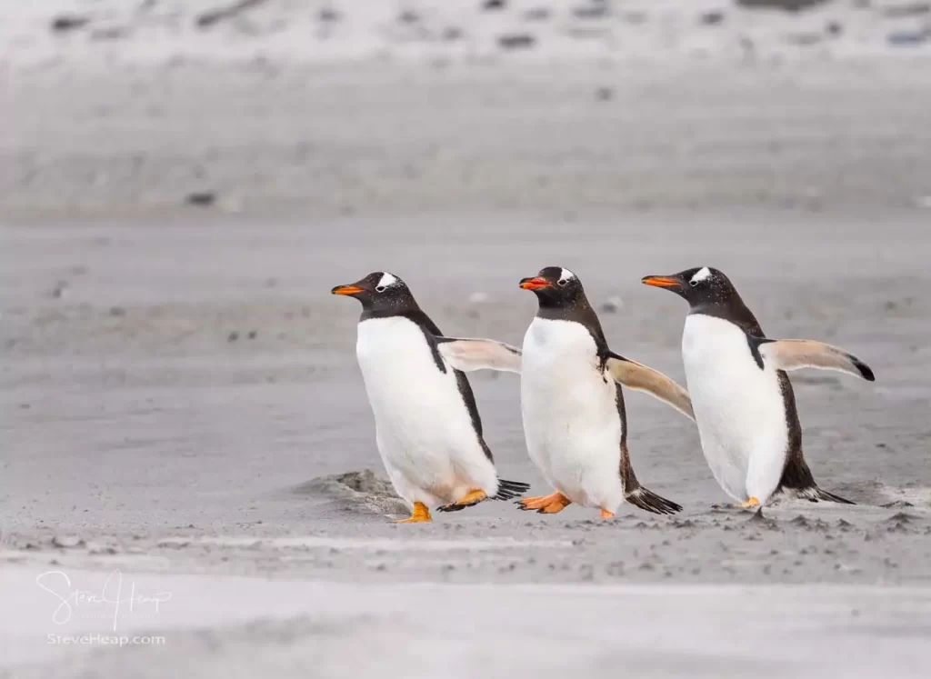 Three Gentoo penguins hand in hand and headed off to the ocean. Prints available in my online store