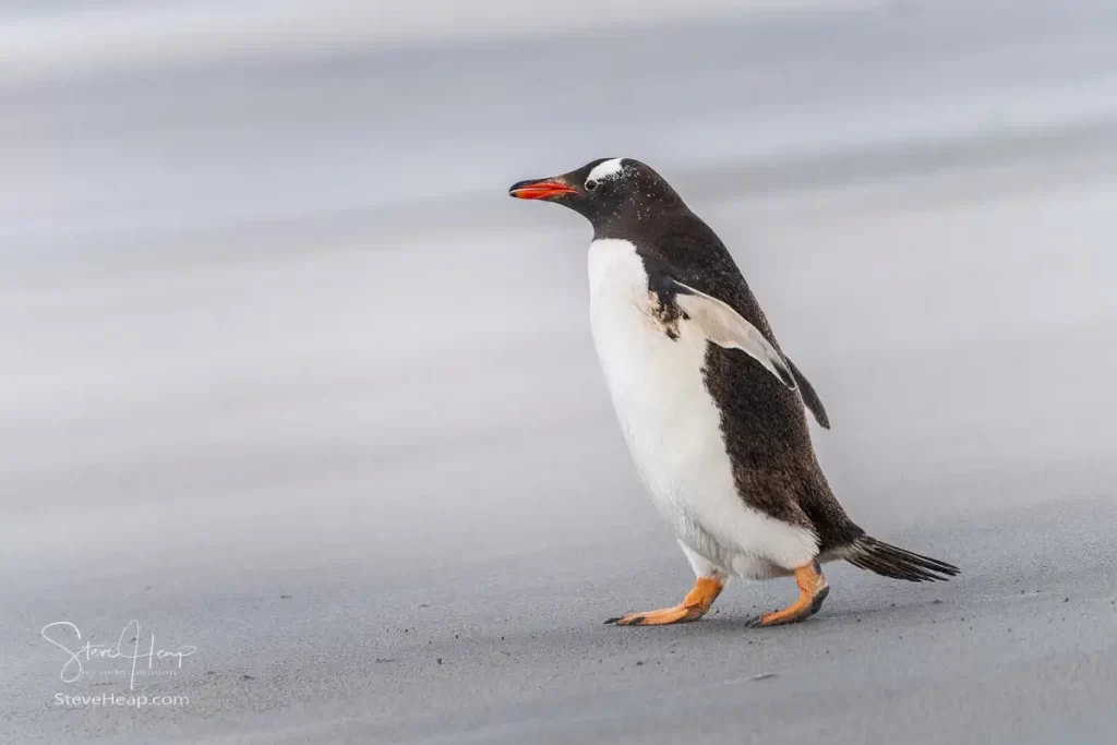 Single penguin struggling against the wind and blowing sands to reach an unknown place! Prints in my online store