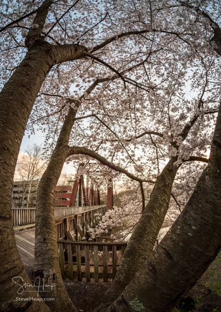 Old steel girder bridge carrying walking and cycling trail in Morgantown WV over Deckers Creek with cherry blossoms blooming in the spring