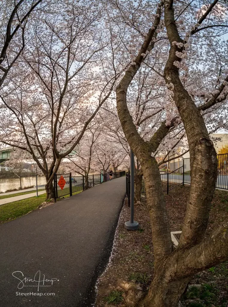 Jogger running on the walking and cycling trail in Morgantown WV over Deckers Creek with cherry blossoms blooming in the spring