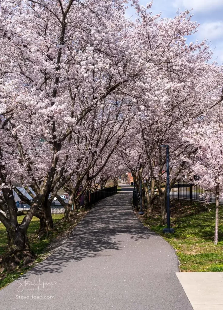 Walking and cycling trail in Morgantown West Virginia with cherry blossoms