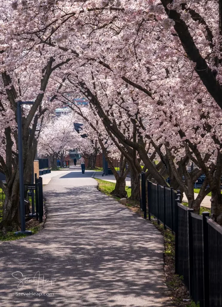 Walking and cycling trail in Morgantown West Virginia with cherry blossoms