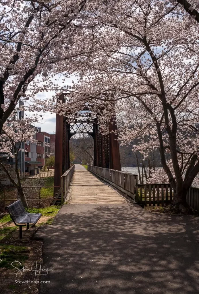 Old steel girder bridge carrying walking and cycling trail in Morgantown WV over Deckers Creek with cherry blossoms blooming in the spring