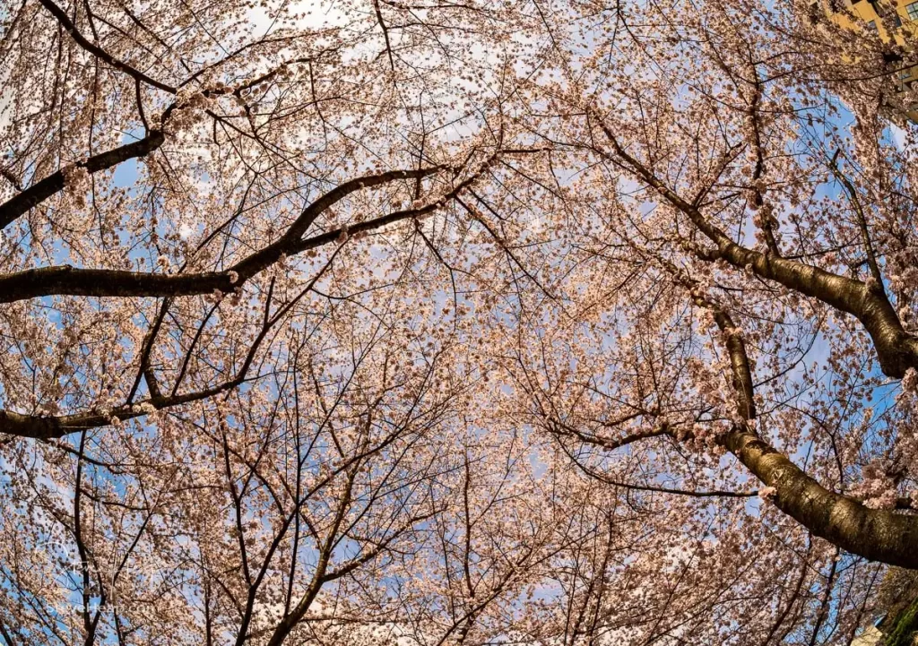 View into the sky above walking and cycling trail in Morgantown West Virginia with cherry blossoms