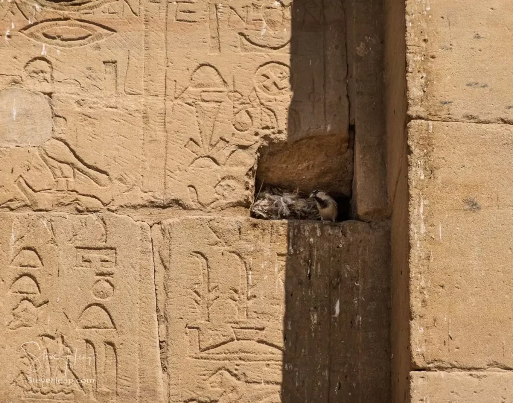 Bird in its nest in the wall of the Philae Temple