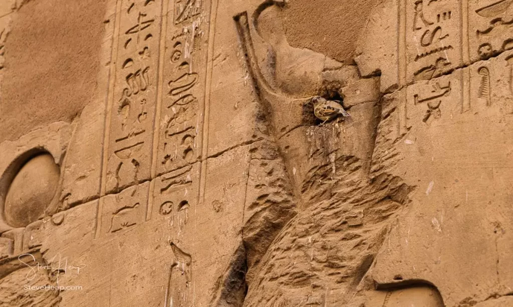 Small bird making its nest inside the head of a desecrated god