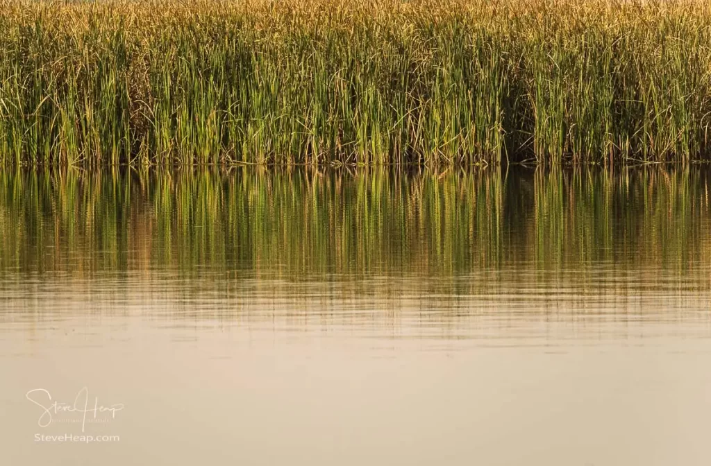 Reeds along the riverbank of the Nile reflecting in the still water of the river