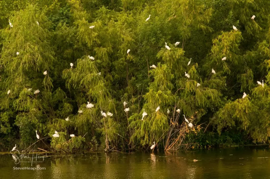 Snowy Egrets in the trees by Lady Bird Lake in Austin