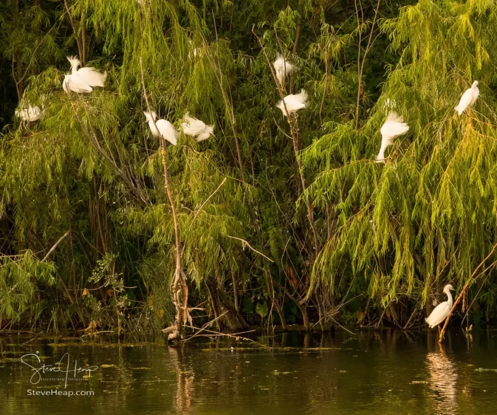 Acrobatic snowy egret birds