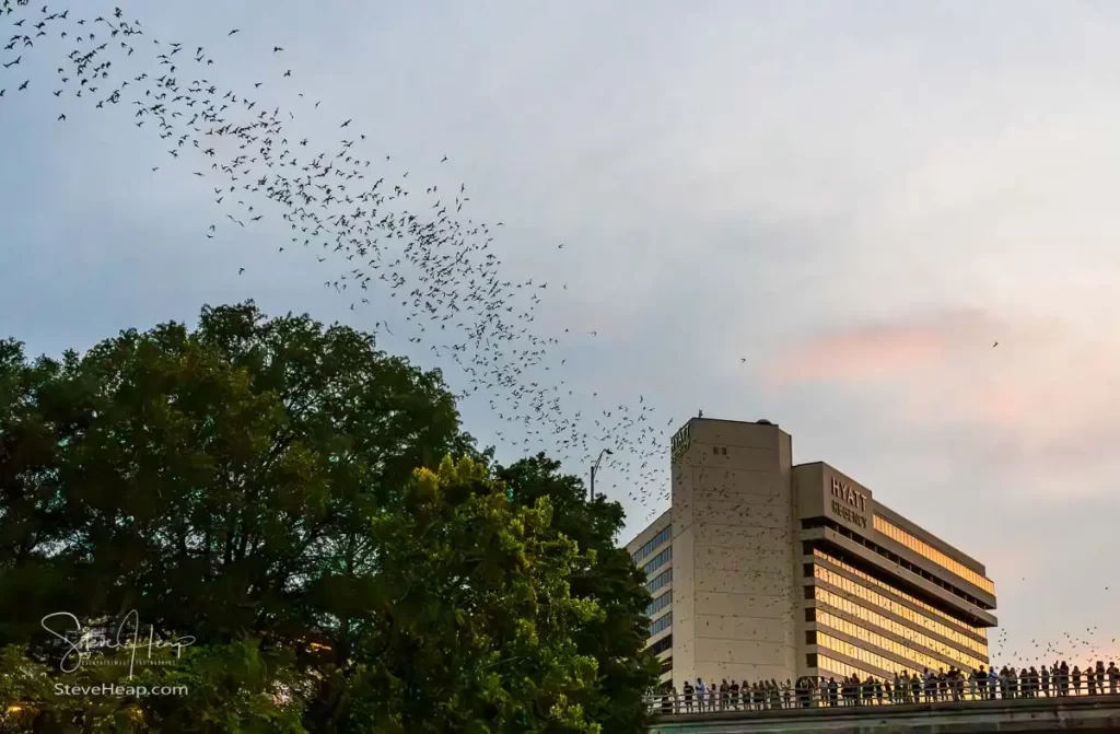 The bats emerge and fly to the south along the bridge itself