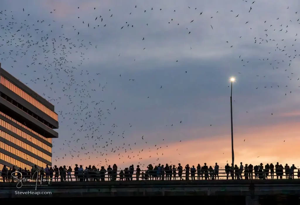 The watchers on Congress Avenue bridge get their view of the bats emerging from under the bridge