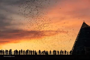 Taking the Bat Tour boat trip in Austin