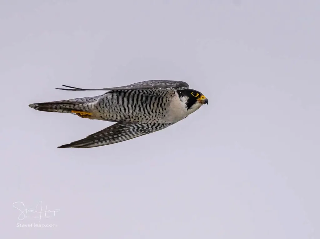 Peregrine Falcon flying above our ship as we sailed north towards Nuuk