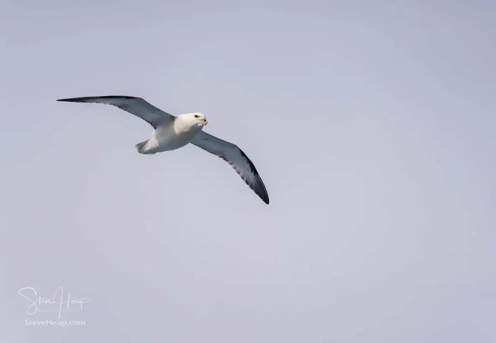 Side view of a Northern Petrel seabird as it glides with stiff wings above the Arctic ocean alongside cruise ship