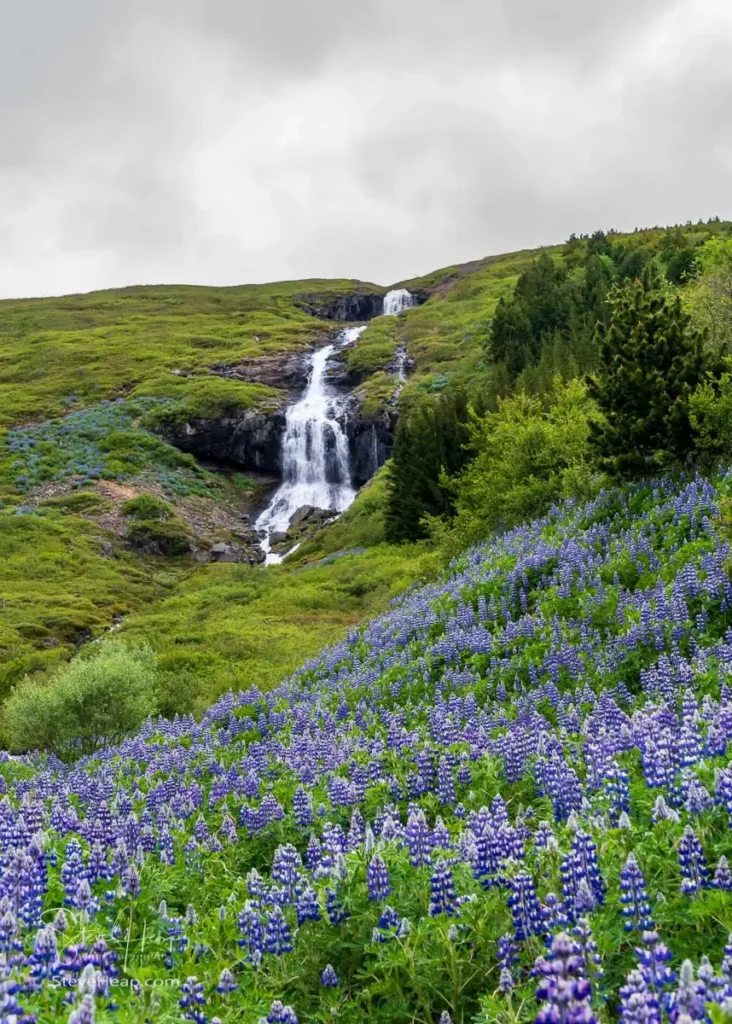 Alaskan Lupines surround small waterfall in Tunhudalur valley outside Isafjordur in the West Fjords of Iceland