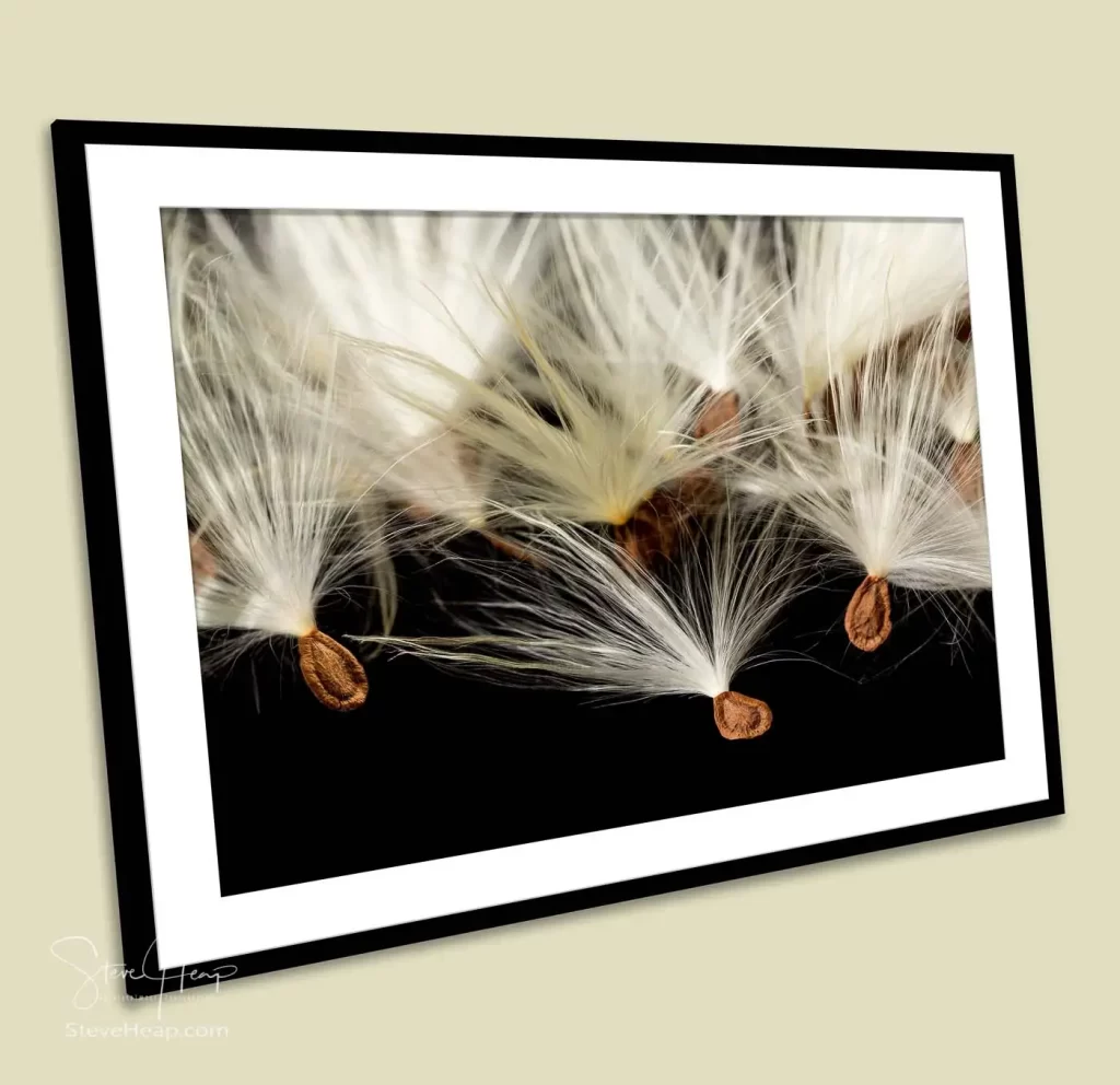macro image of the flying seeds from a swamp milkweed plant recently bought by a high-end financial office