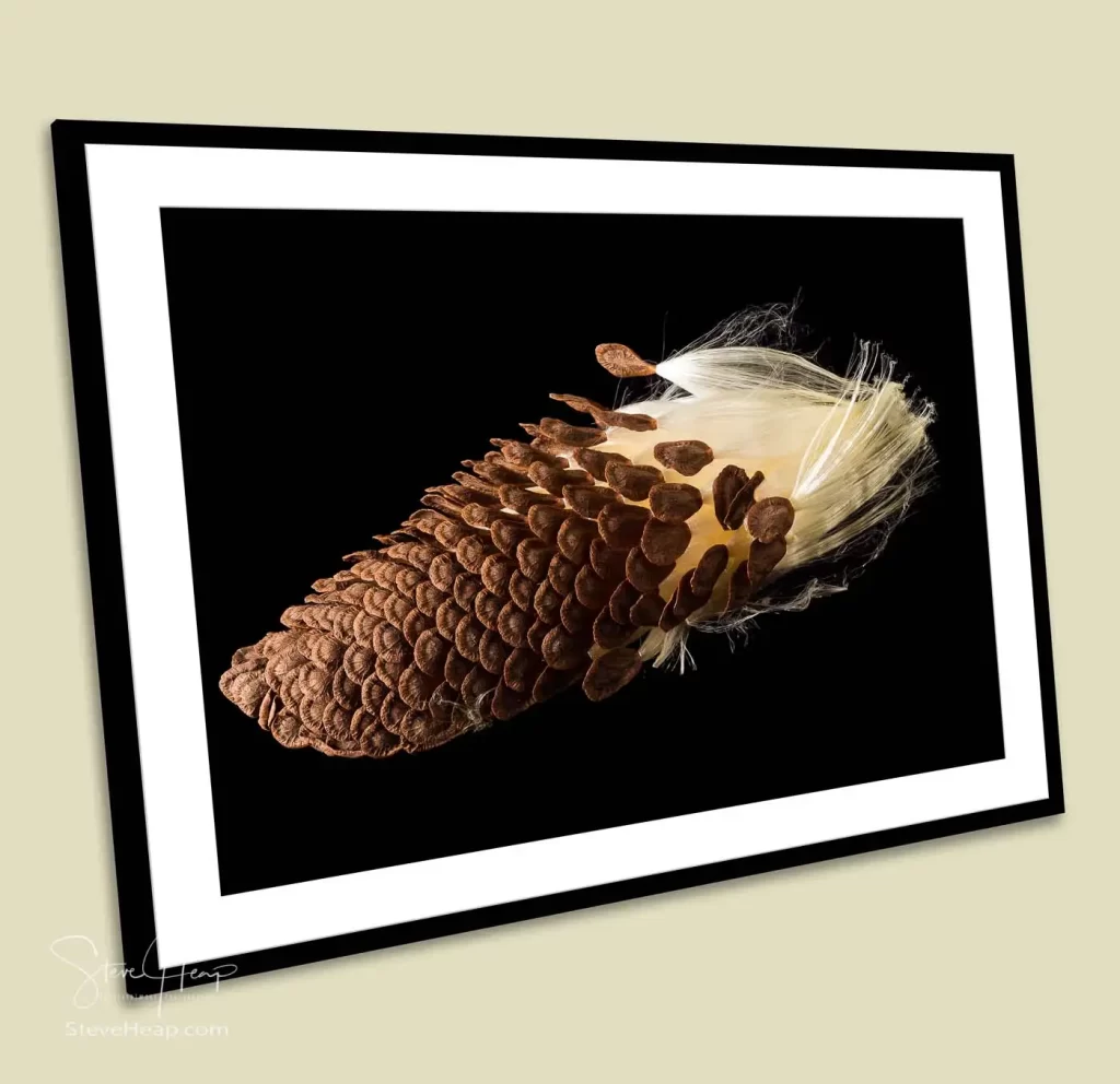 macro image of the flying seeds from a swamp milkweed plant recently bought by a high-end financial office
