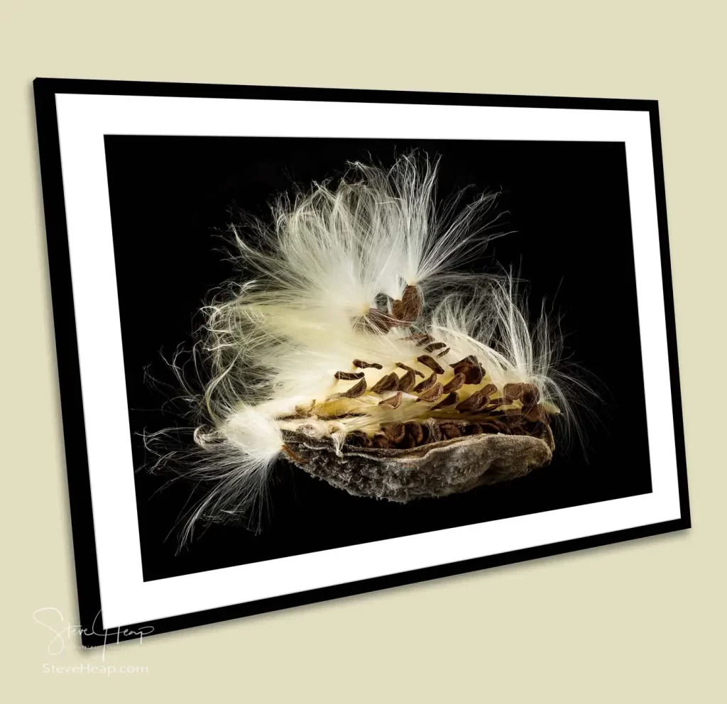 macro image of the flying seeds from a swamp milkweed plant recently bought by a high-end financial office
