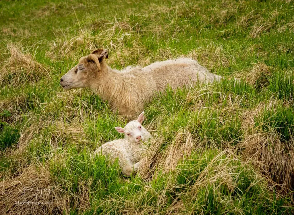 Iceland sheep and lamb resting on the slopes of the crater around Lake Myvatn in Iceland