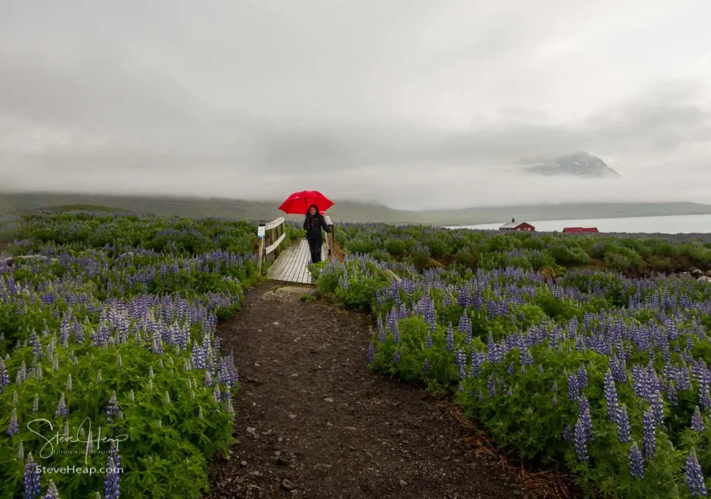 Red Viking umbrella comes to the rescue