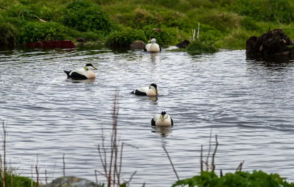 Eider ducks in pond at Skalanes Wildlife Center  with by the fjord leading to Seydisfjordur, Iceland