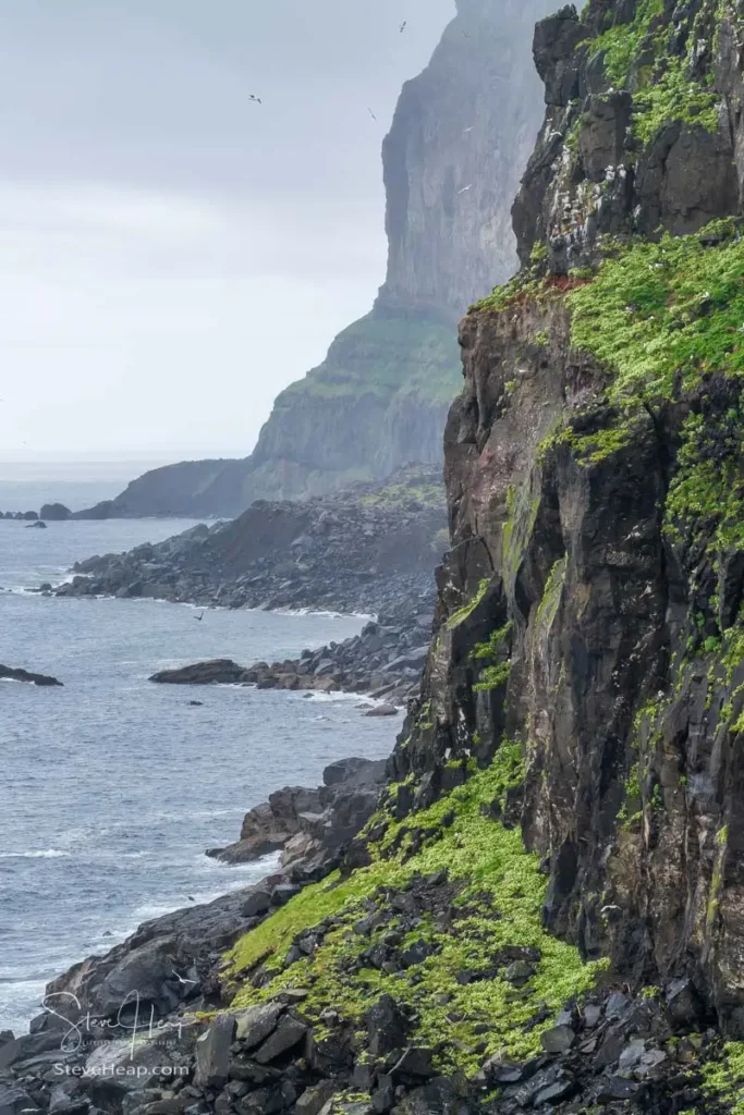 Seabirds nesting on the cliffs in the Skalanes Nature and Heritage center near Seydisfjordur Iceland