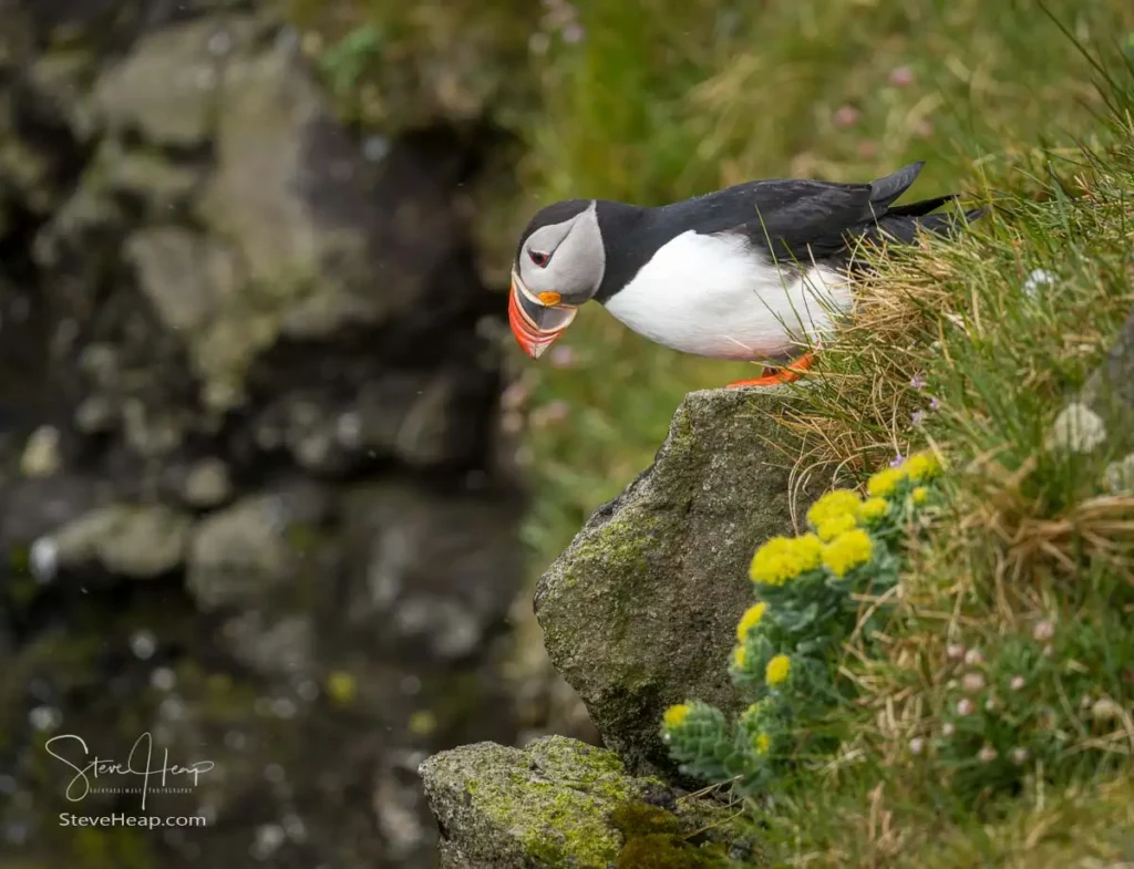 Atlantic puffin on the cliffs in the Skalanes Nature and Heritage center near Seydisfjordur Iceland