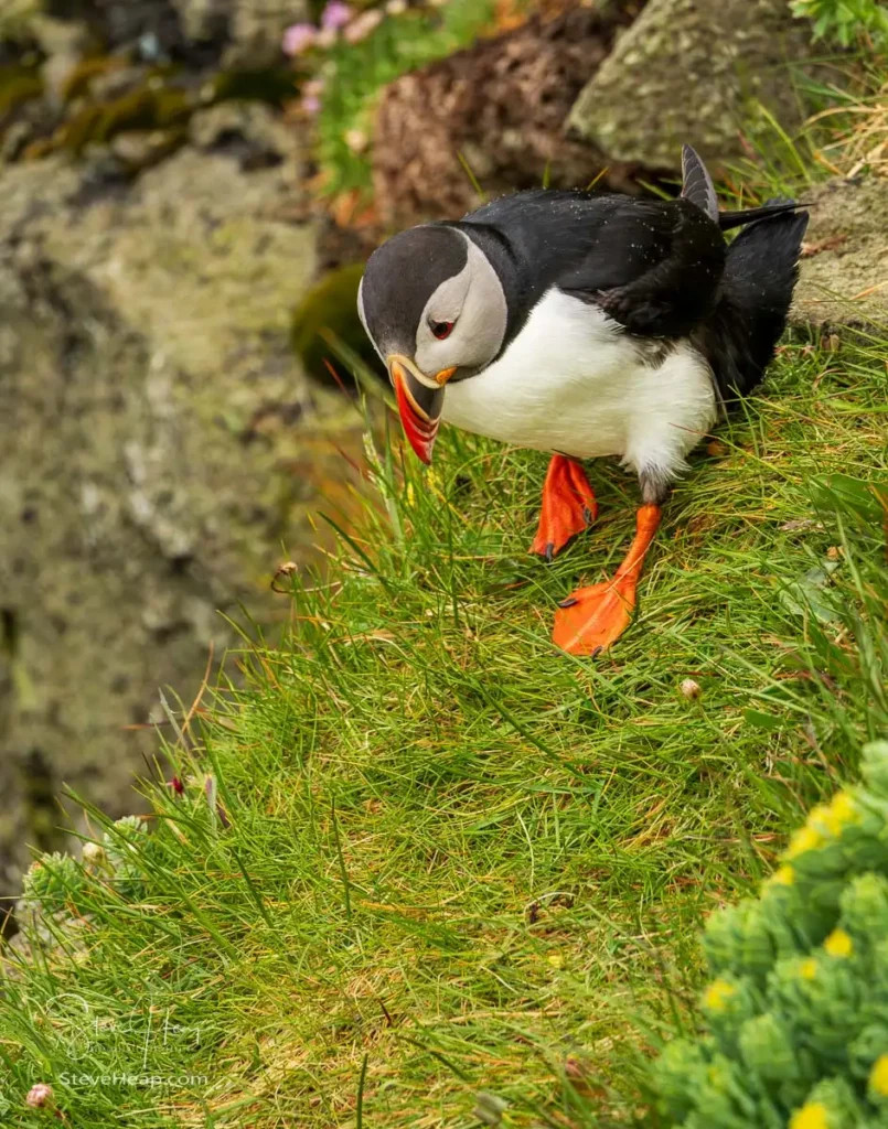 Atlantic puffin on the cliffs in the Skalanes Nature and Heritage center near Seydisfjordur Iceland