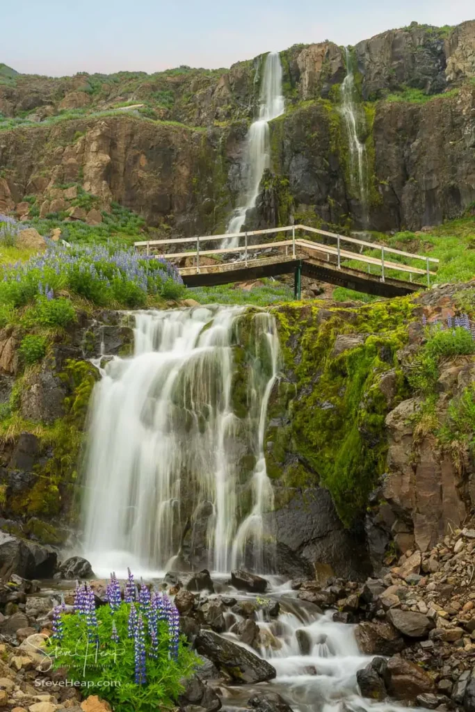 Budareyrarfoss waterfall cascades down the mountain by the port of Seydisfjordur in Iceland surrounded by lupines