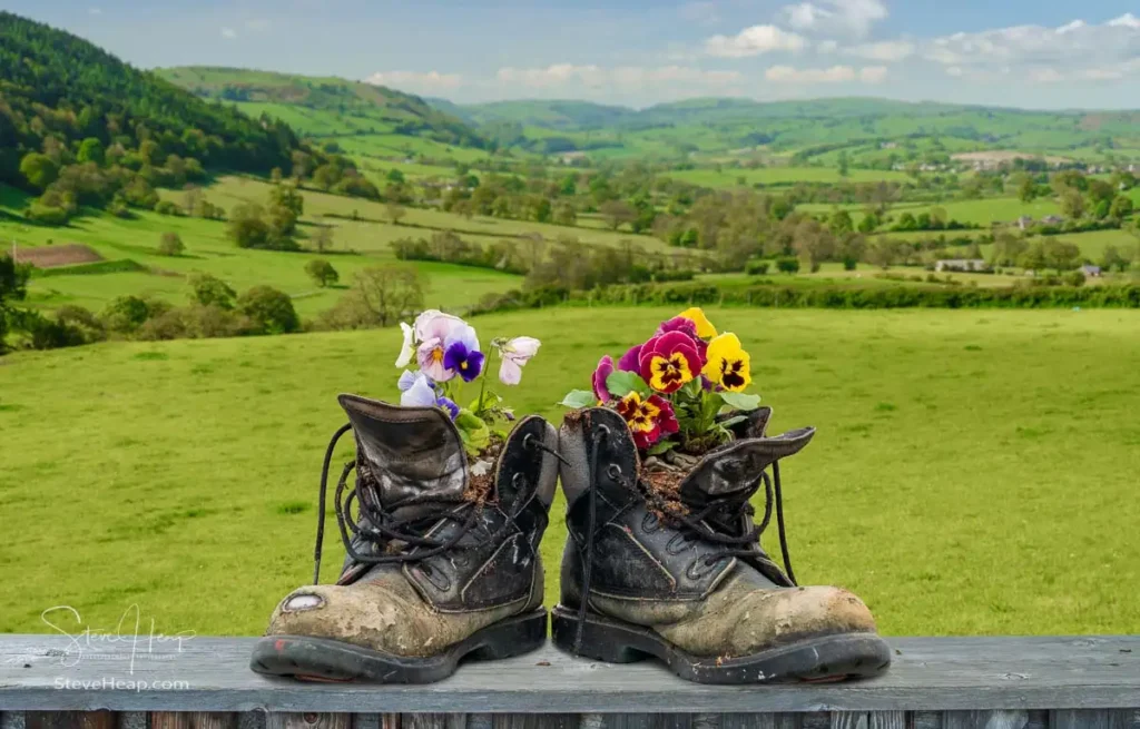 Pair of old worn hiking or workman boots planted with flowering blossoms sitting on old wooden fence with green Welsh pastureland behind telling the story of well loved boots now in retirement