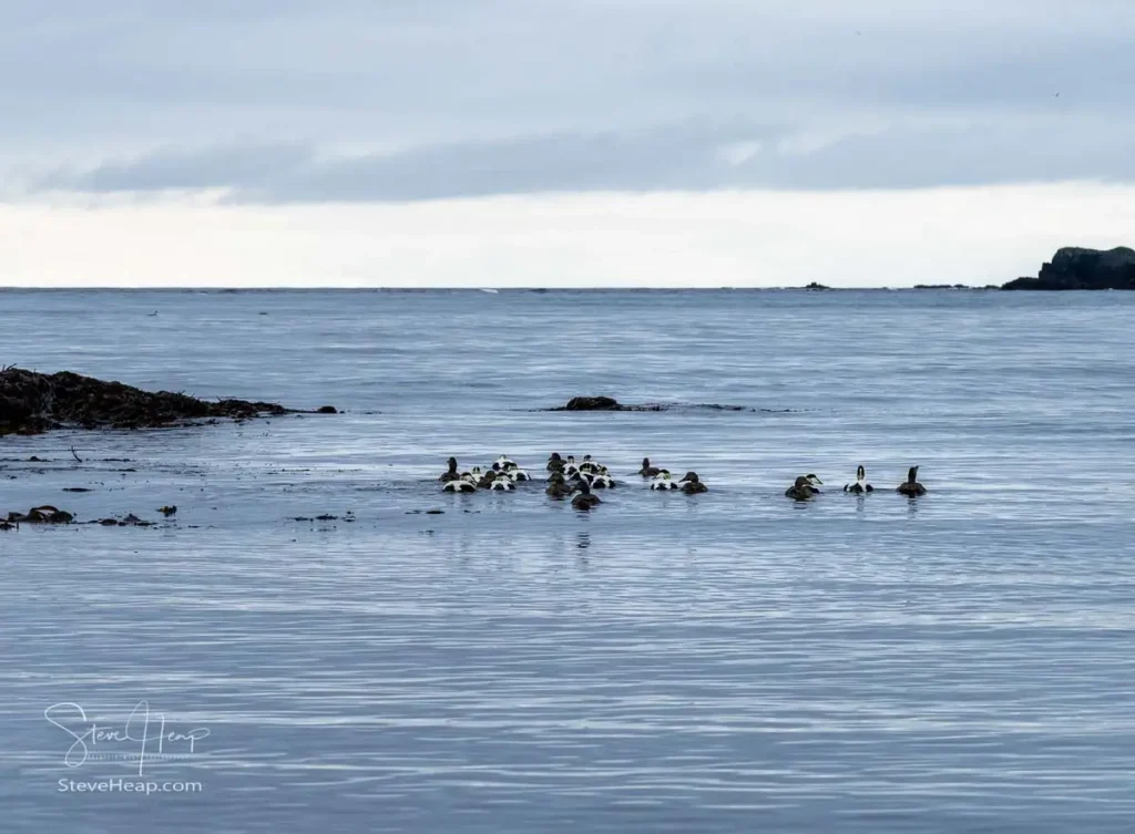 Eider ducks paddling out to sea on the black beach