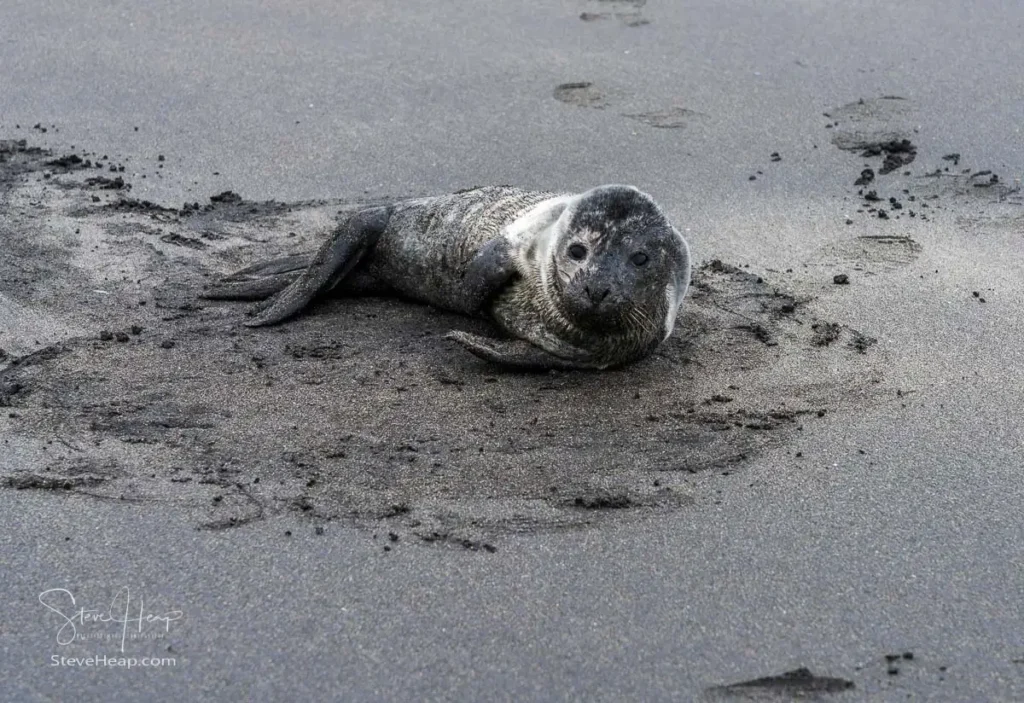 Small seal pup potentially sick lays on Black sand beach of Bulandsnes in town of Djupivogur in Eastern Iceland