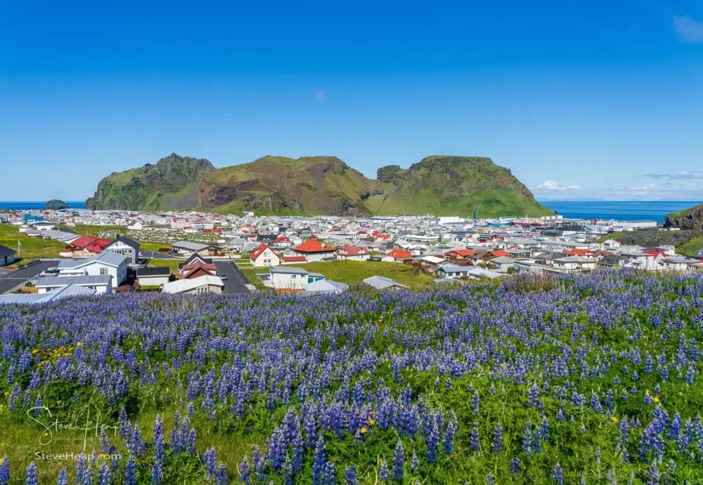 View of the town of Vestmannaeyjabaer on Heimaey Islands Iceland from Eldfell volcano over lupines