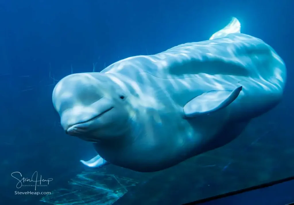 Beluga whale in the aquarium in the town