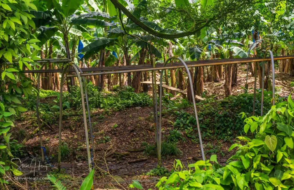 Trackway to pull bunches of bananas through the plantation to be cleaned and packed.