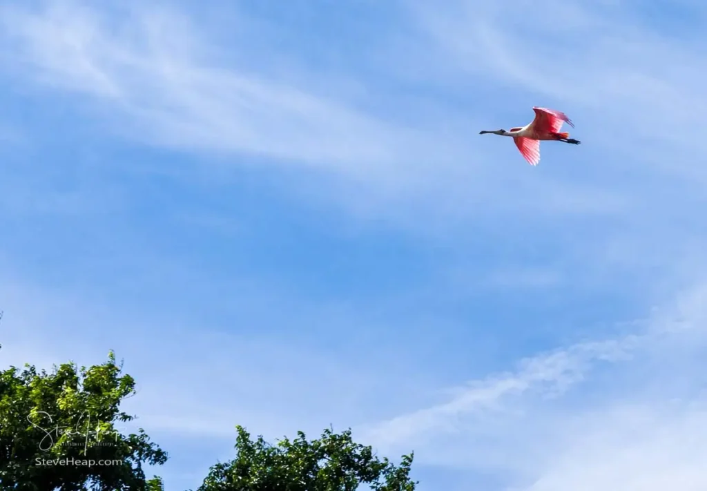 Pink Roseate Spoonbill flying above the canals on the way to Tortuguero National Park