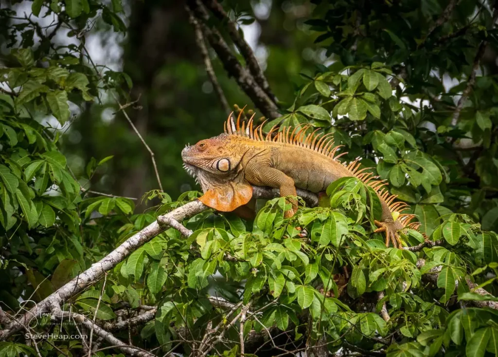 Iguana high in the trees in the national park of Tortuguero
