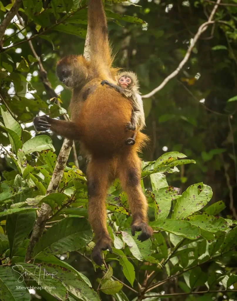Spider monkey mother and baby swinging down the branches in the Tortuguero National Park