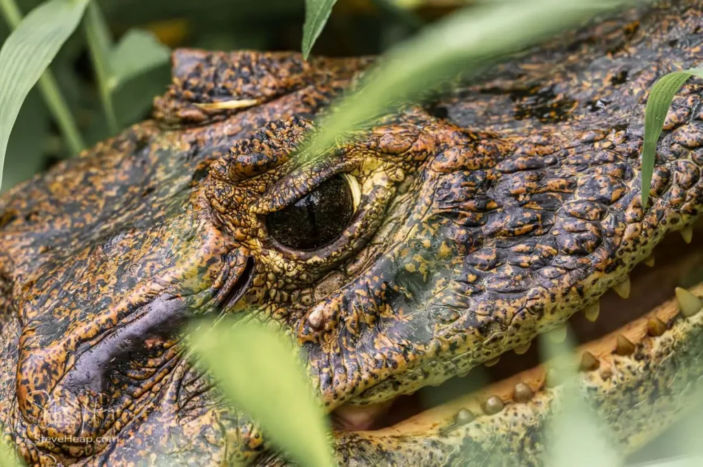 Beady eye of a caiman hiding in the reeds by the water's edge